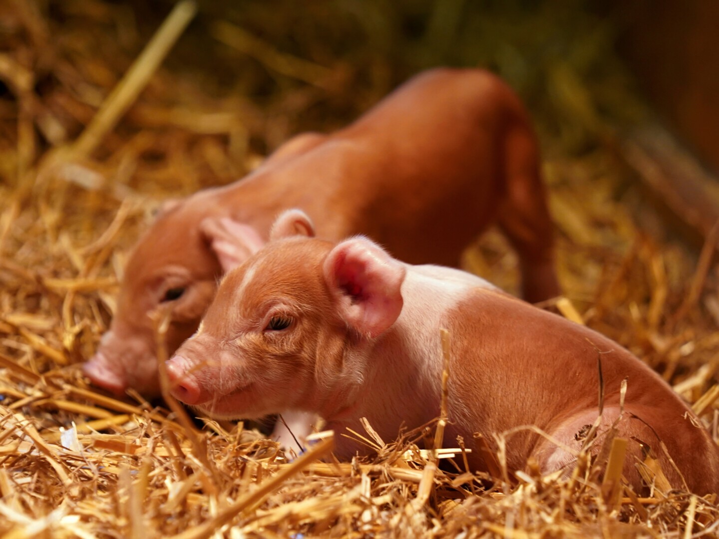 Husumer Protestschwein Ferkel