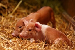 Husumer Protestschwein Ferkel