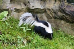 Streifenskunks