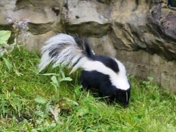 Streifenskunks