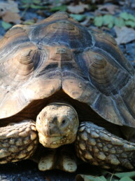 spornschildkröte zoom elrebniswelt