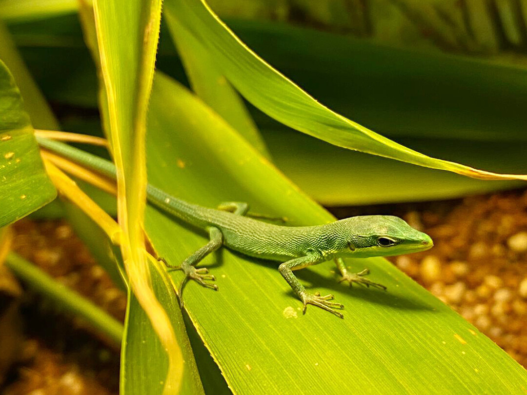 Sakishima-Langschwanzeidechsen (Takydromus dorsalis)