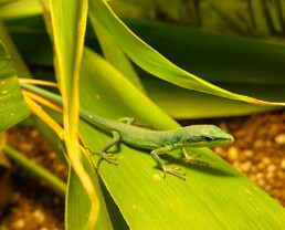 Sakishima-Langschwanzeidechsen (Takydromus dorsalis)