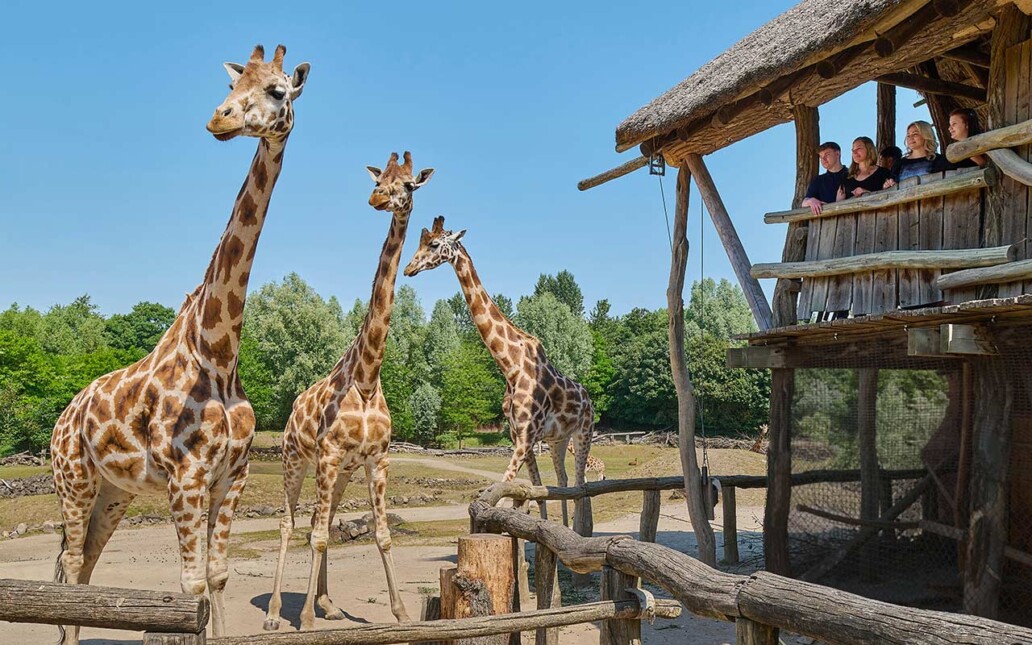 Serengeti View Aussichtsplattform Giraffen