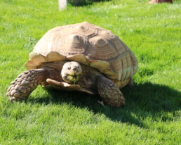 Spornschildkröte