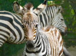 Zebra