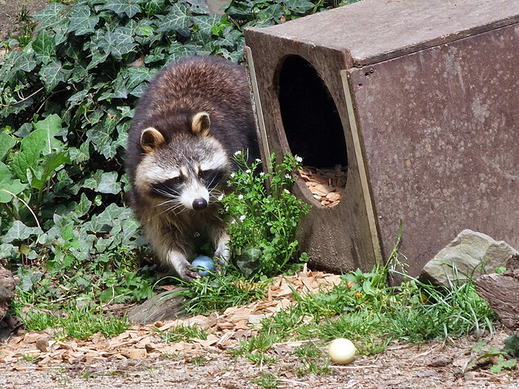 Waschbären