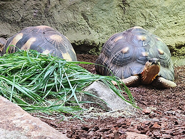 Strahlenschildkröten
