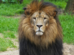 Afrikanischer Löwe