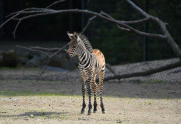 Zebra