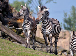 Afrika Zebra