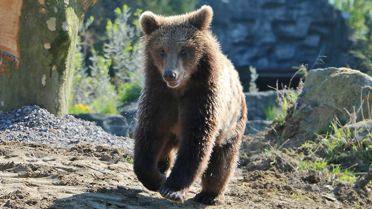 Europäischer Braunbär