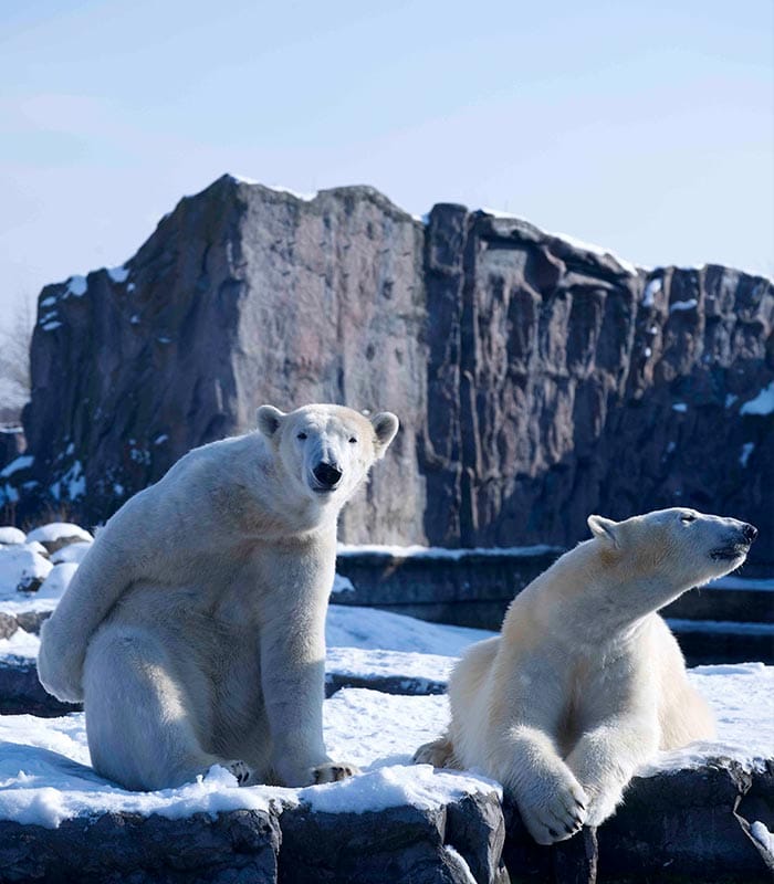 Eisbär