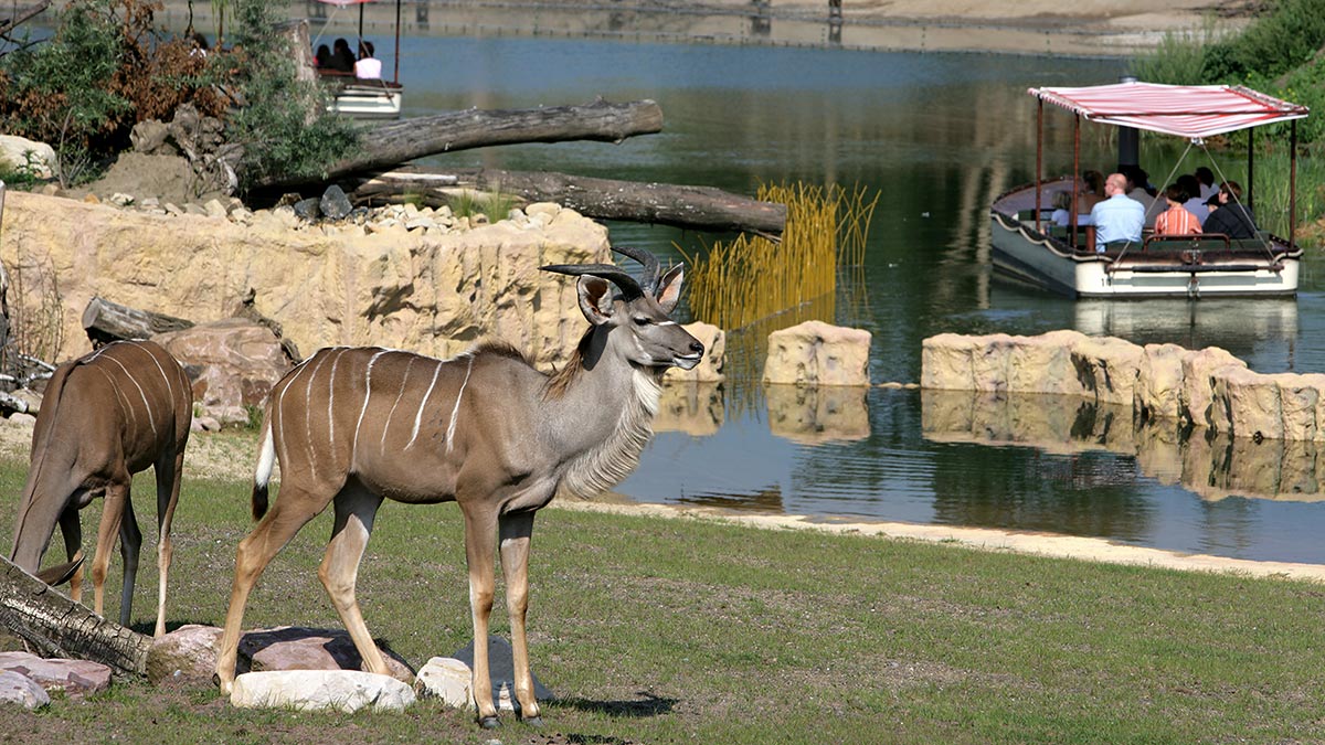 Großer Kudu