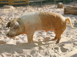 Husumer Protestschwein