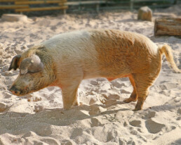 Husumer Protestschwein