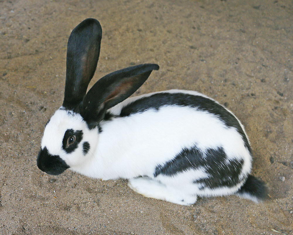 Hauskaninchen