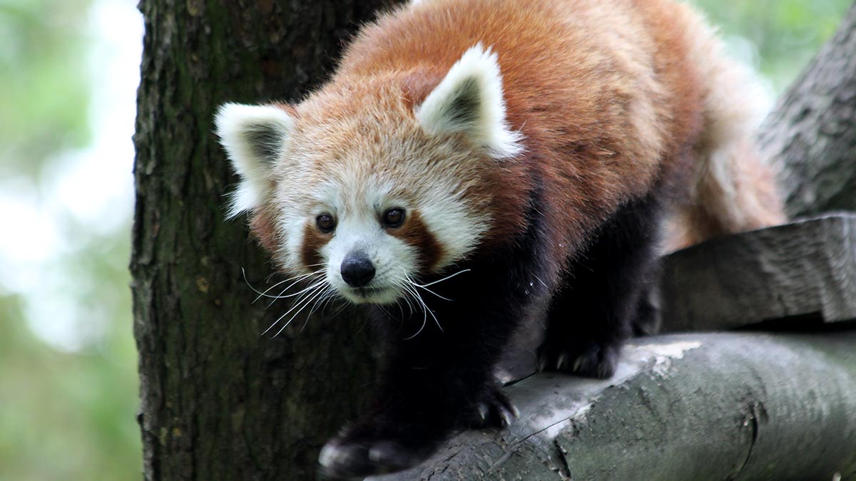 Kleiner Panda in der ZOOM Erlebniswelt Gelsenkirchen