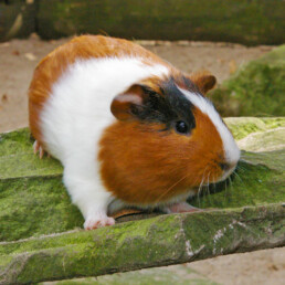 Meerschweinchen