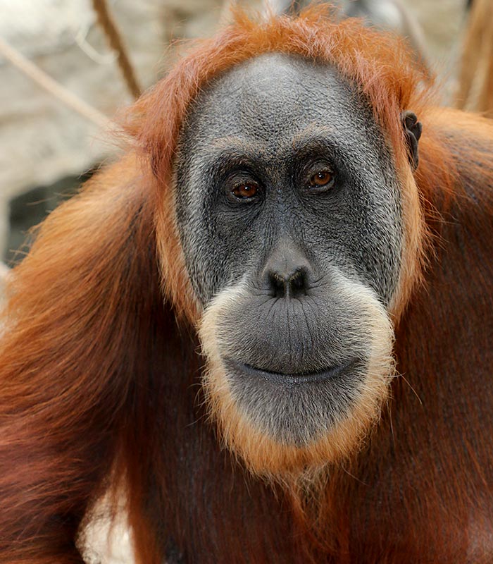 Sumatra-Orang-Utan