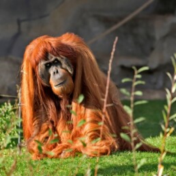 Orang-Utan