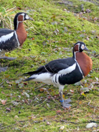 Rothalsgans ZOOM Erlebniswelt Alaska