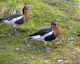 Rothalsgans ZOOM Erlebniswelt Alaska
