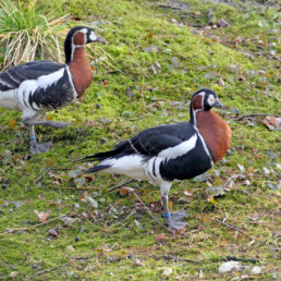 Rothalsgans ZOOM Erlebniswelt Alaska