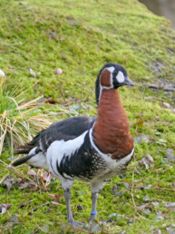 Rothalsgans ZOOM Erlebniswelt Alaska