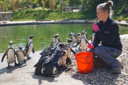 Tierpfleger mit Pinguine