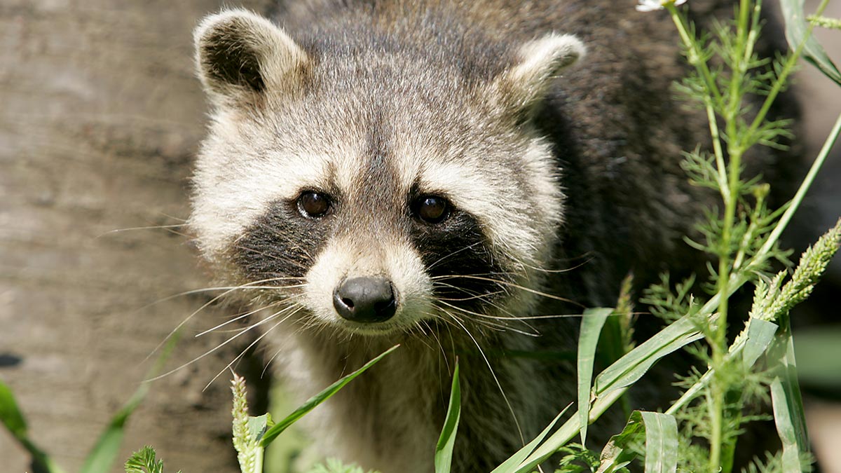 Nordamerikanischer Waschbär