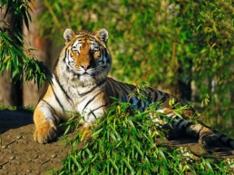Tiger Manu