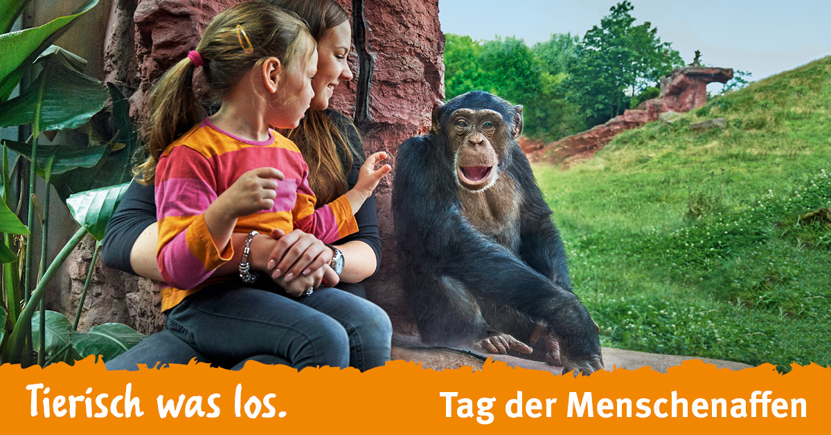 tag der menschenaffen
