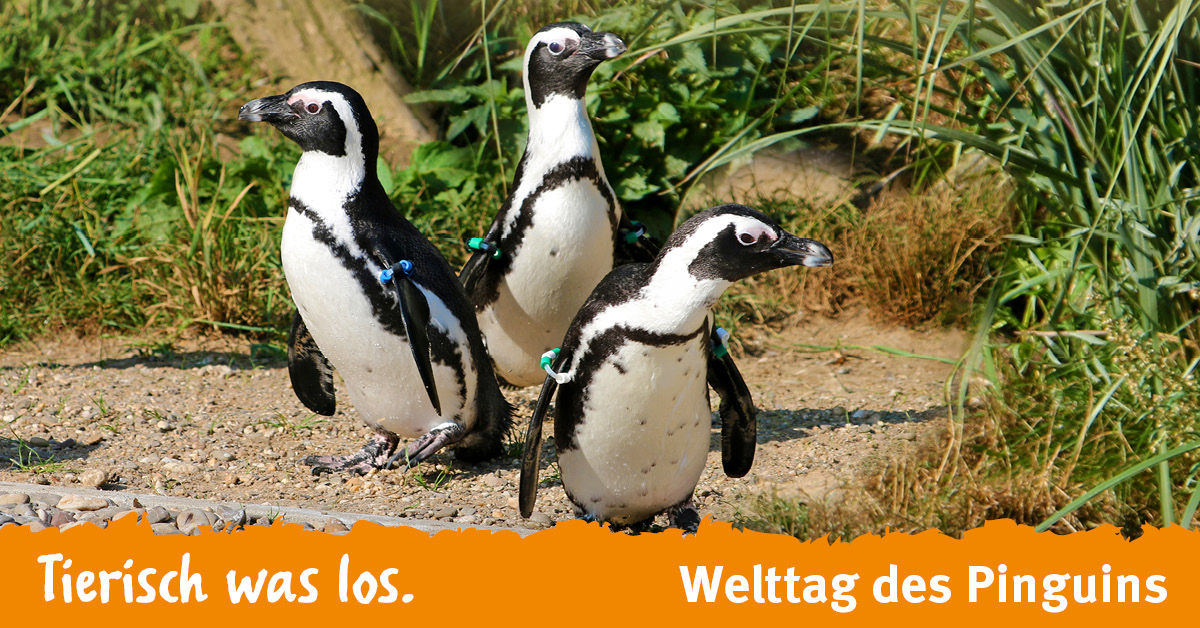 welttag des pinguins